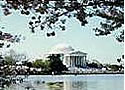 Cherry Blossoms