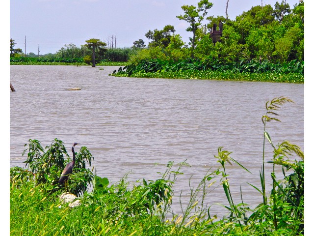 Bayou