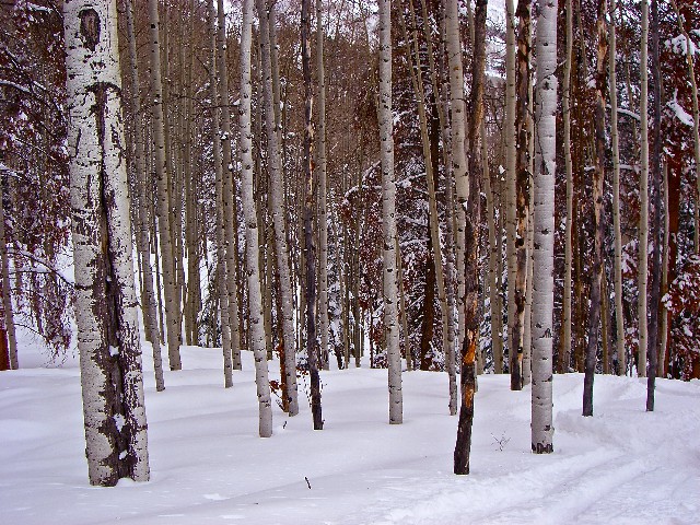Aspen Grove