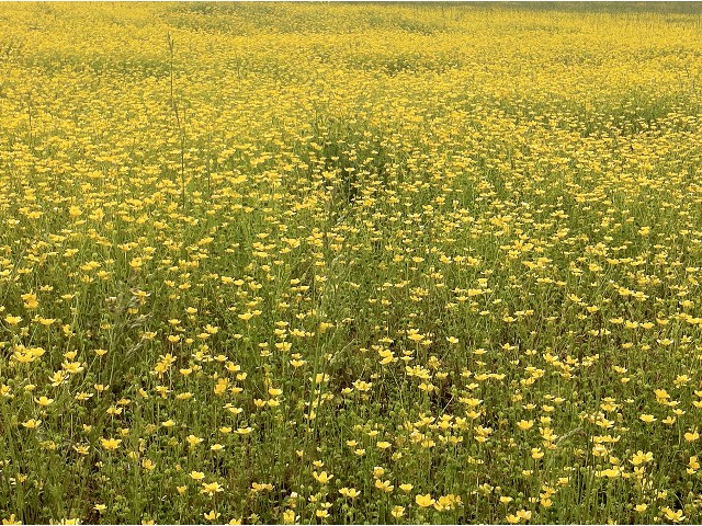 Spring Fields