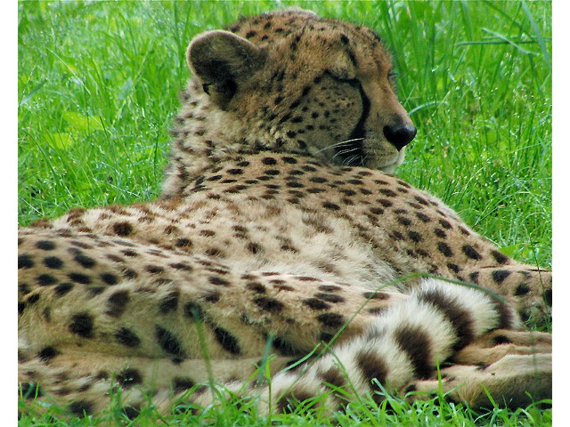 Cheetah