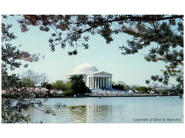 Cherry Blossoms