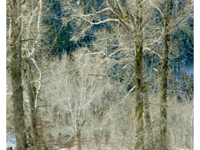 Aspens