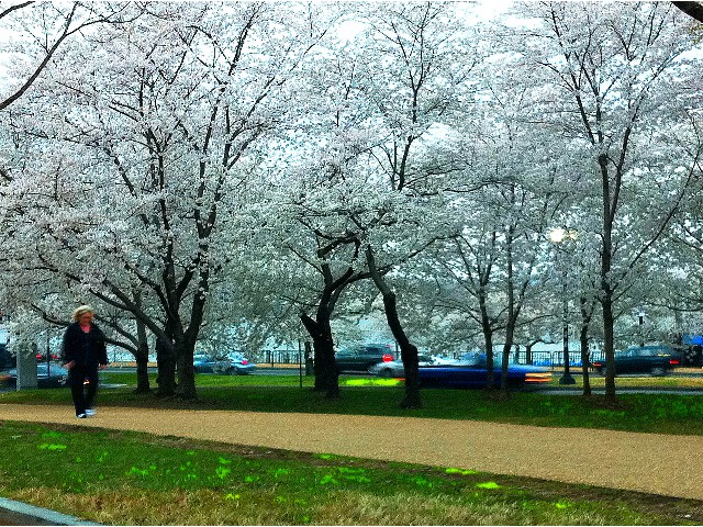 Cherry Blossoms