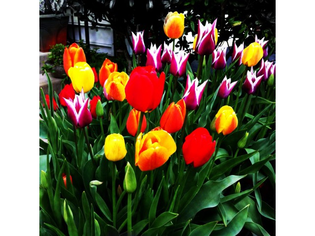 Spring Tulips