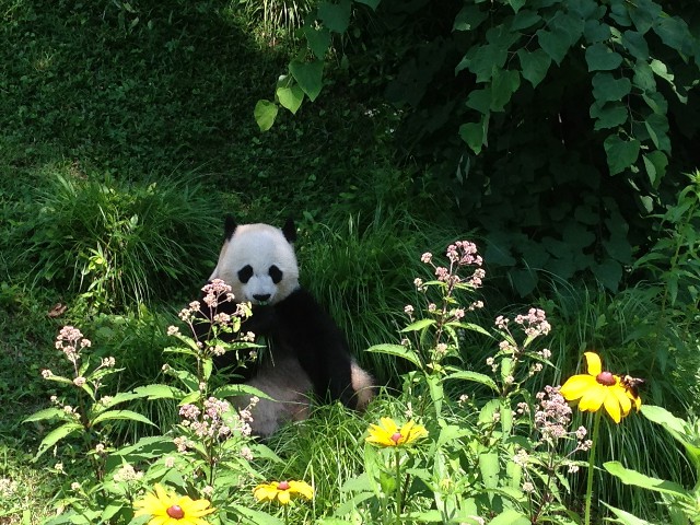 Giant Panda