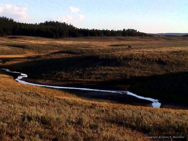 The Last Buffalo