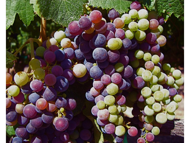 Simi Winery